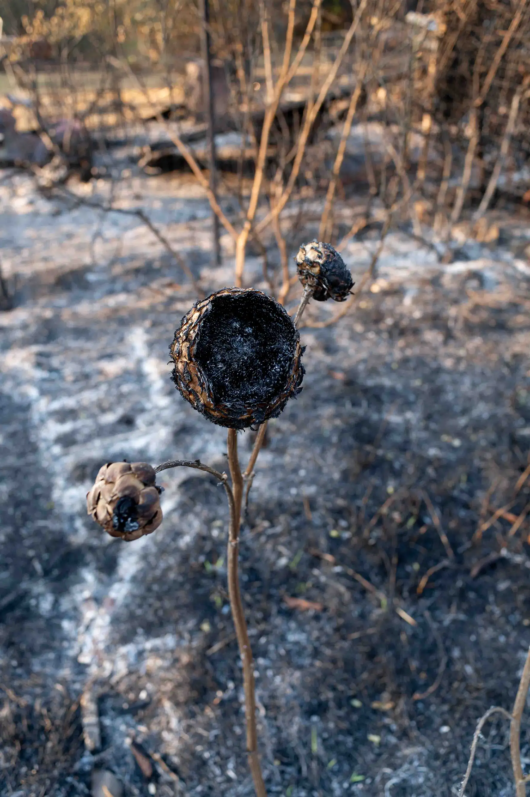 Le fruit du feu le fruit du feu/photos/19.webp